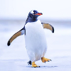 pinguino02