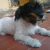 Foto de balgranate