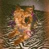 Fotolog de nanyysioon