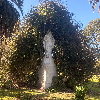 Foto de aravenanoavena_1