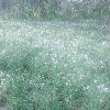 Fotolog de amorxicilina
