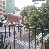 Fotolog de alekaphoenix