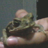 Foto de chuschana