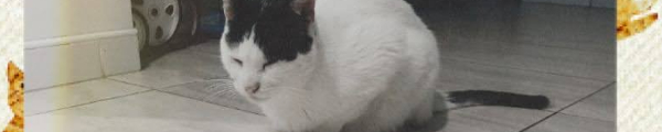 🐶🐱🐶🐱 - Fotolog de alekaphoenix