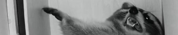 Fotolog de snakekat - Fotolog de snakekat