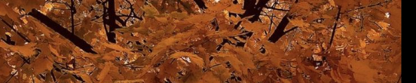 VEROLEROLOG - Fotolog de verolero
